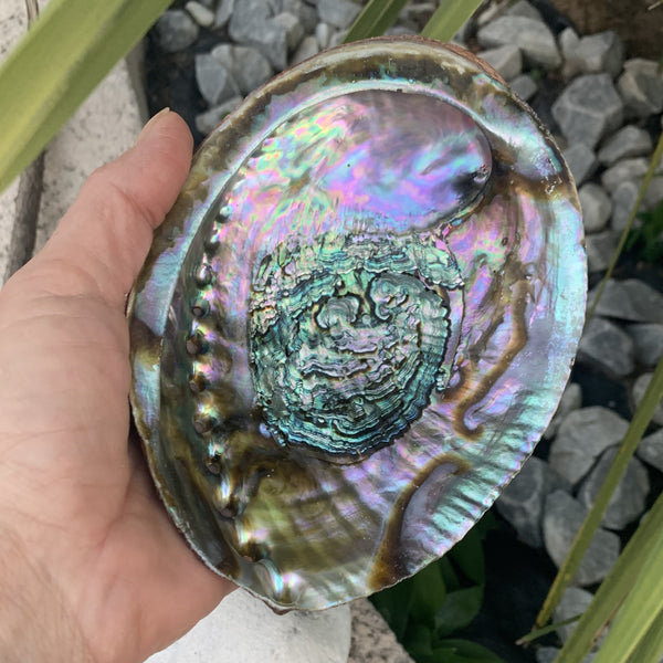 Magnifique Abalone, grand et petit ormeau du Mexique