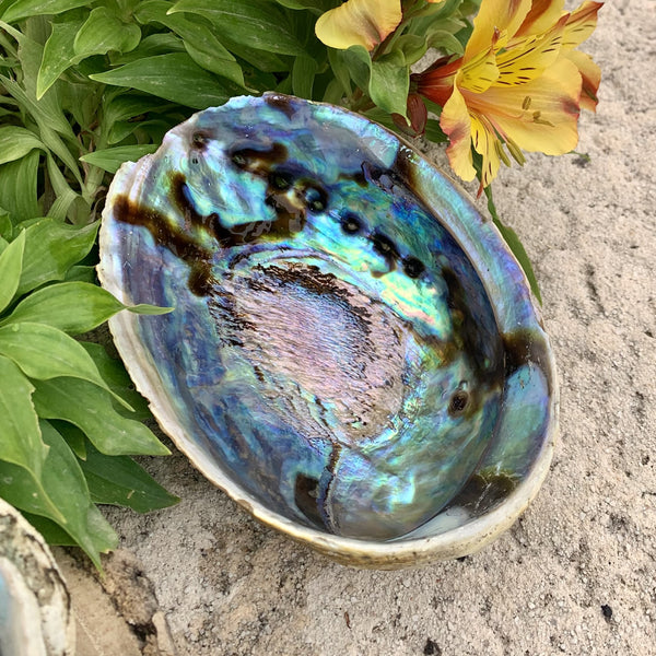 Coquille d'ormeau de Paua, Grande Abalone Paua, haliotis iris, nacre