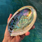 Magnifique Abalone, ormeau du Mexique