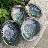 Magnificent Abalone, large abalone from Mexico, Haliotis Fulgens