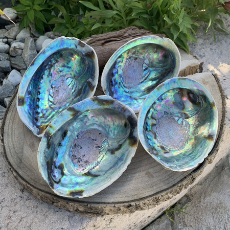 Magnifique Abalone, grand et petit ormeau du Mexique