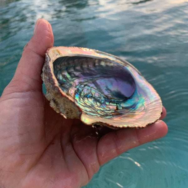 Magnifique Abalone, grand et petit ormeau du Mexique