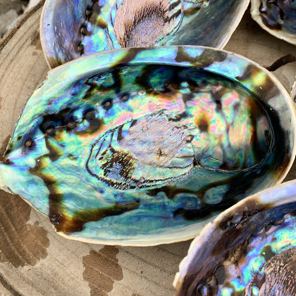 Coquille d'ormeau de Paua, Grande Abalone Paua, haliotis iris, nacre