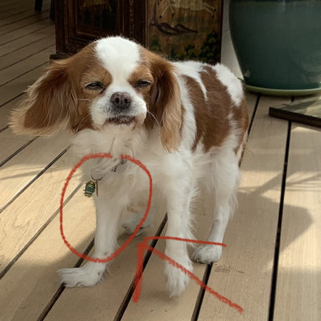 Pendentif en pointe de cristal et œil de tigre pour vos animaux, un chien apaisé