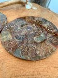 Plaque d'ammonite, Plateau en ammonites de Madagascar