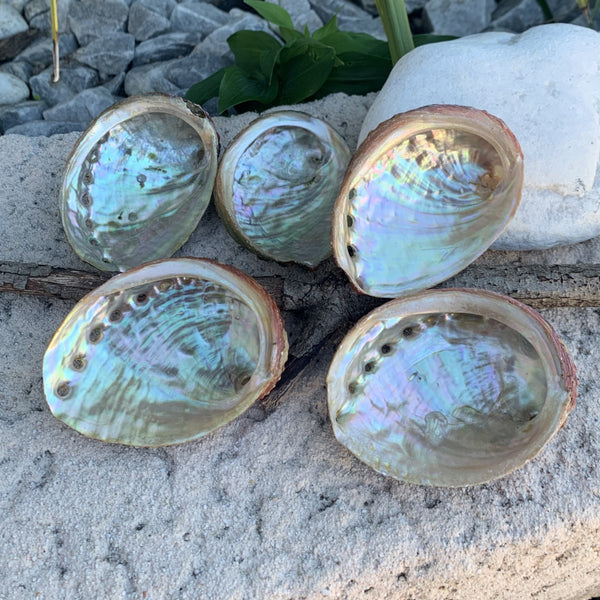 Magnificent Abalone, large abalone from Mexico, Haliotis Fulgens