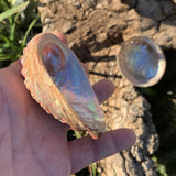 Magnificent Abalone, large abalone from Mexico, Haliotis Fulgens