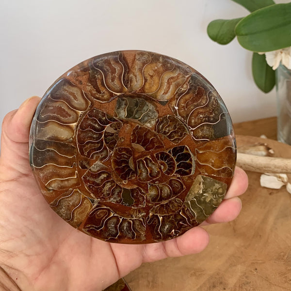 Plaque d'ammonite, Plateau en ammonites de Madagascar