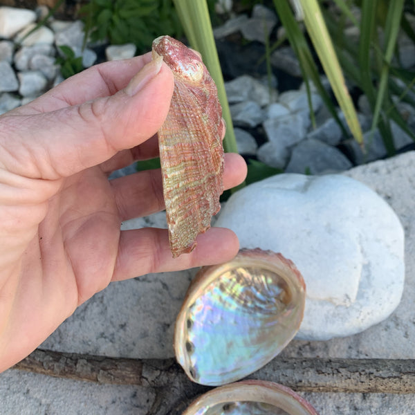 Magnificent Abalone, large abalone from Mexico, Haliotis Fulgens