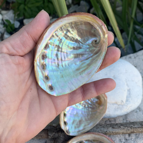 Magnifique Abalone, grand et petit ormeau du Mexique