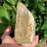 849g landscape orbicular jasper