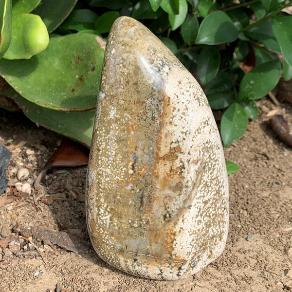 849g landscape orbicular jasper